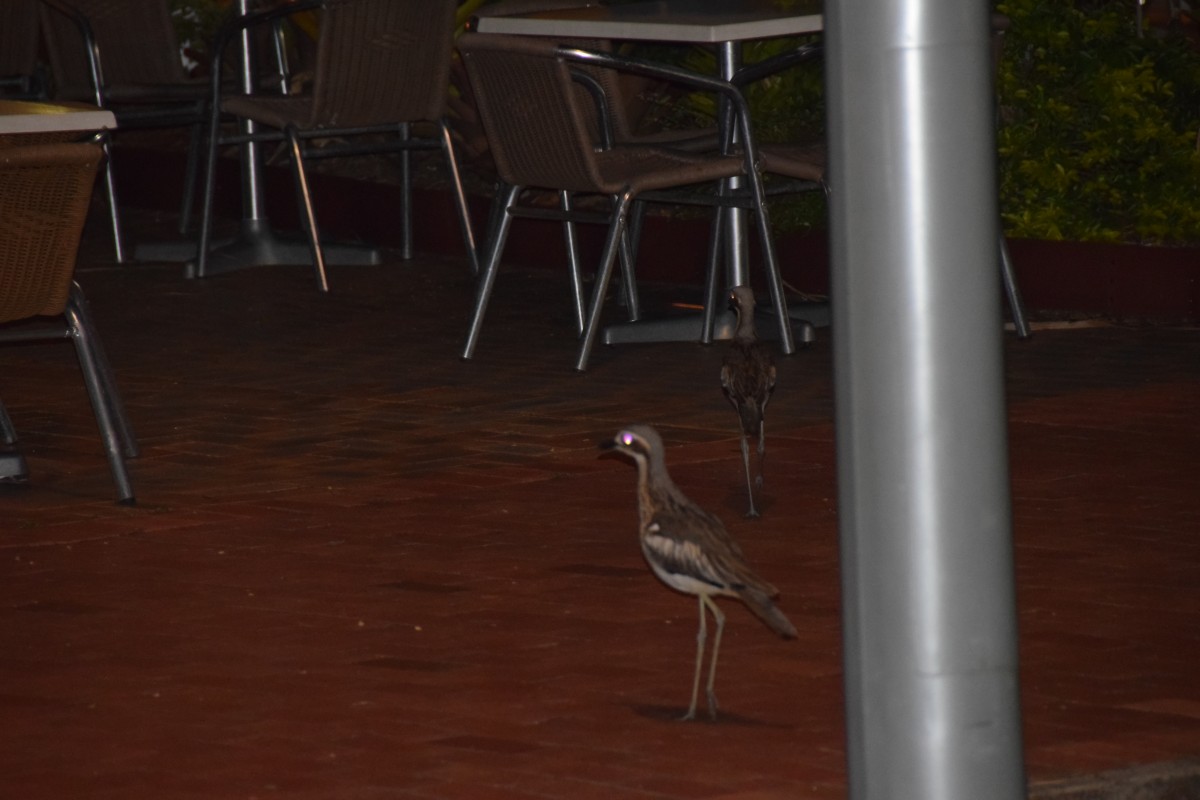 Cairns 2016 - Photos Around Cairns