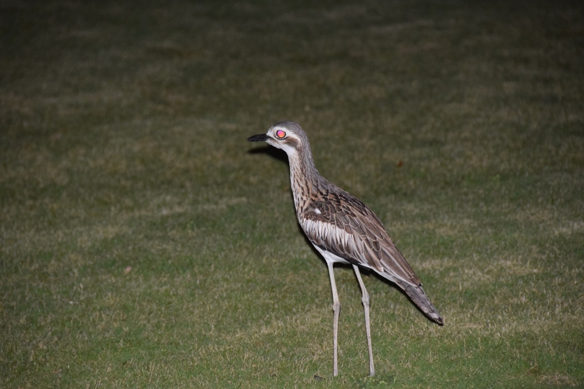 Cairns 2016 - Photos Around Cairns