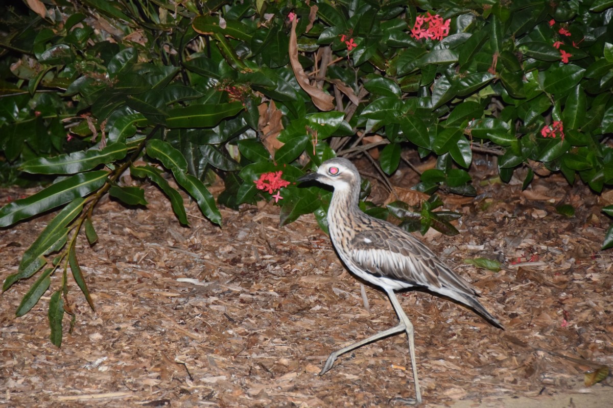 Cairns 2016 - Photos Around Cairns