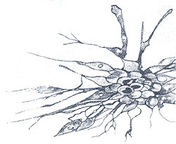 cell